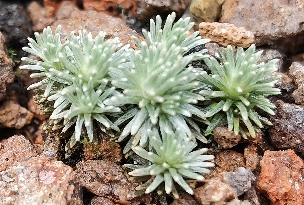 Celmisia argentea × sessiliflora